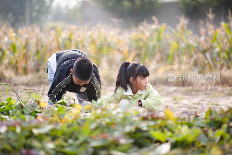 可爱的孩子在地瓜田里挖红薯