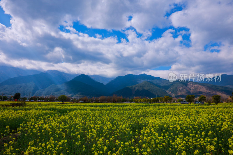 油菜花田与山