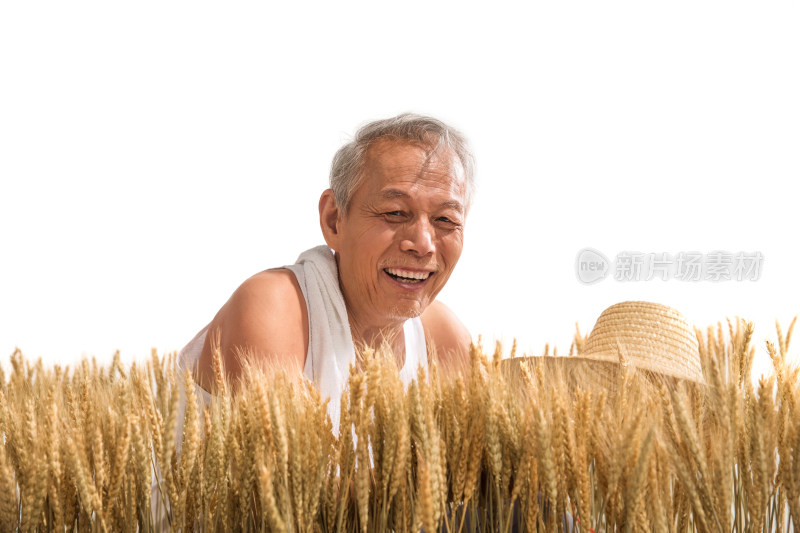 农民在麦田里查看小麦