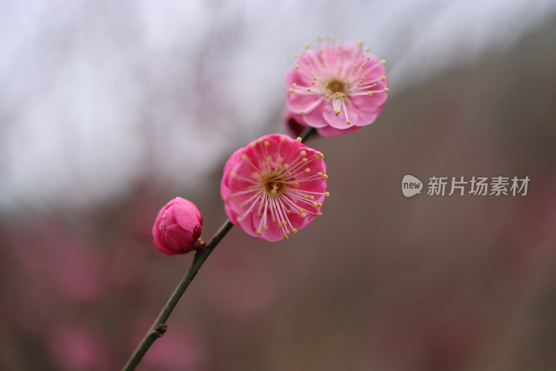 红色梅花特写