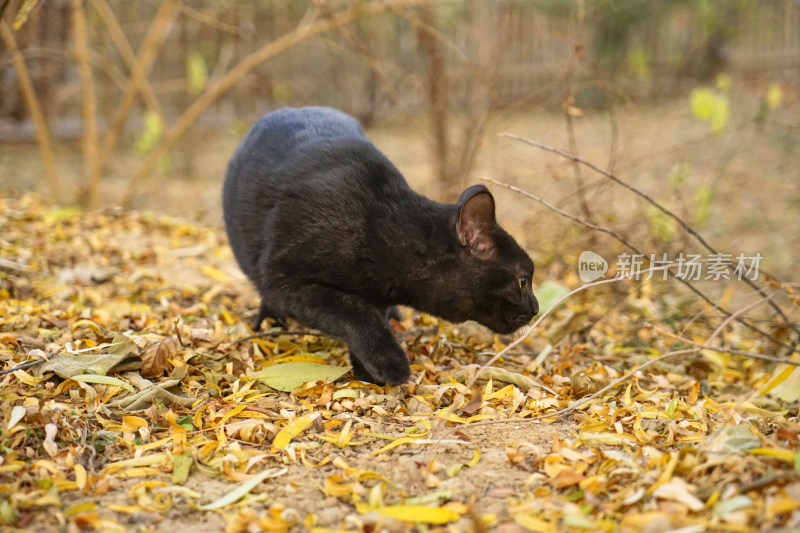 黑猫在园林中行走
