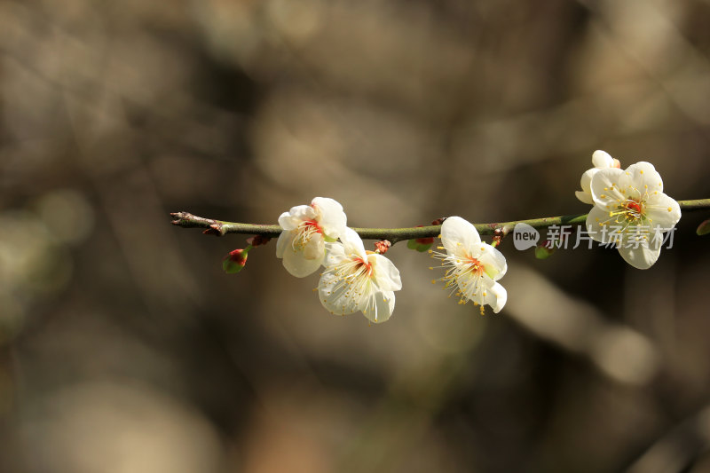 广州白云山的梅花