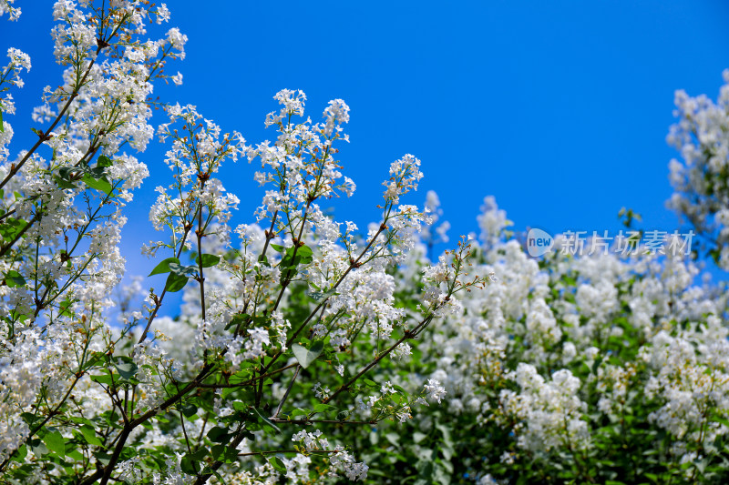 丁香花花卉