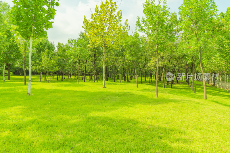 阳光树林绿色背景