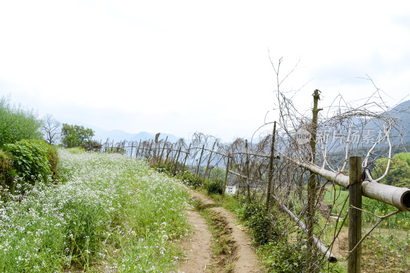 婺源梯田油菜花