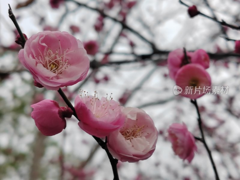 粉色梅花盛开的花枝近景