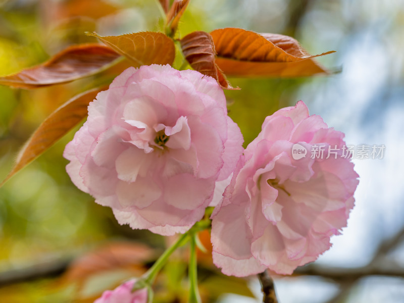 春天的樱花花朵特写