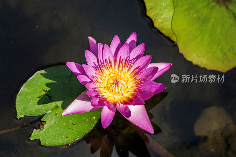 池塘里盛开的荷花特写