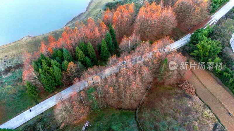 重庆酉阳：天山堡水杉红似火