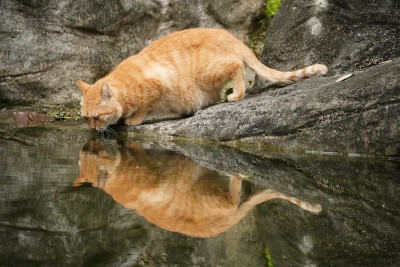 水池旁喝水的橘色小猫