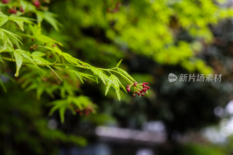 枫叶嫩芽 春天 雨水