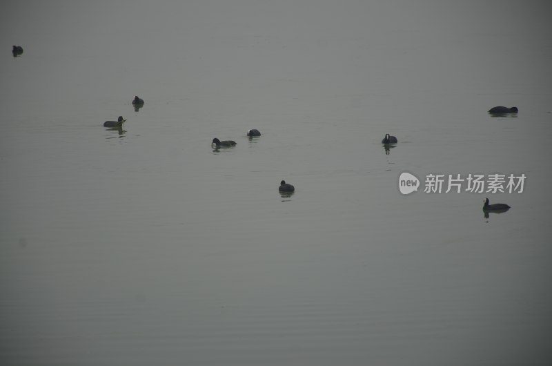 水面上的水鸟群