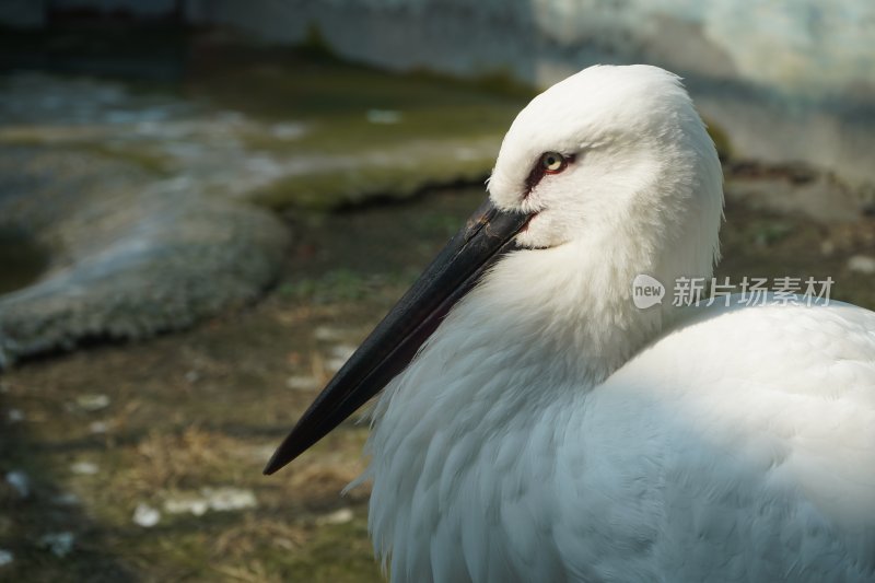 阳光照射下特写镜头下的白鹳