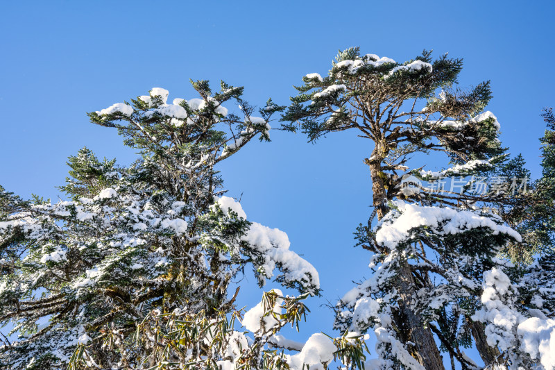 四川甘孜海螺沟冬季森林植被的雪景