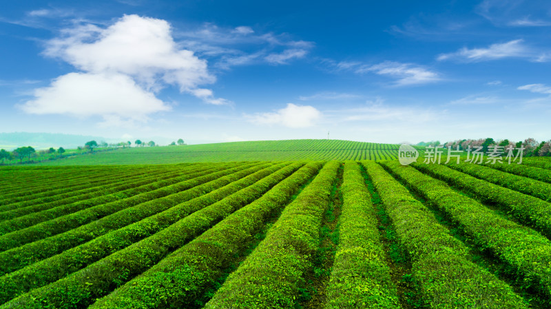 茶园茶山