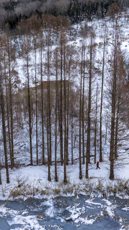 航拍山东威海冶口村南山水杉林雪景