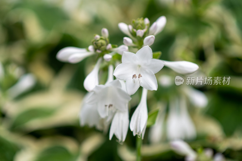 白色玉簪花绿植景观