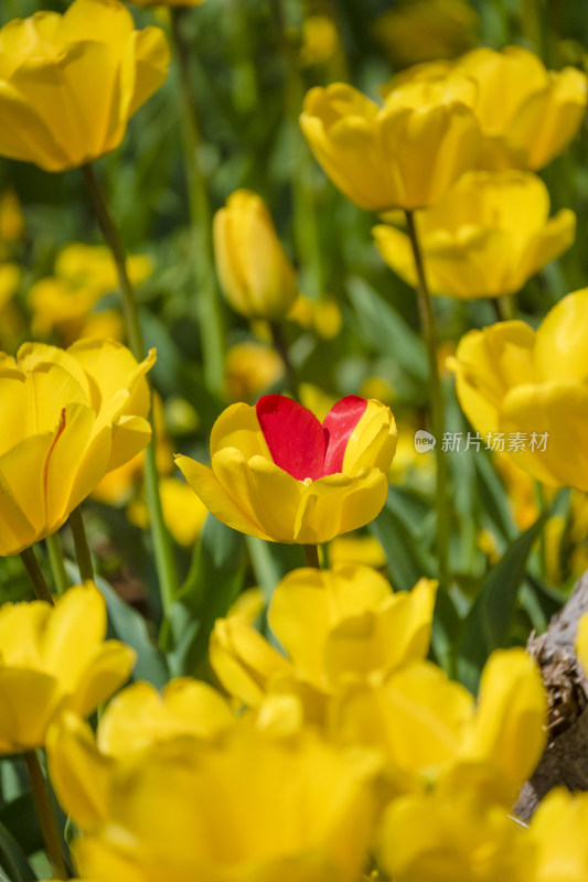 春天公园里盛开的郁金香花海自然风景