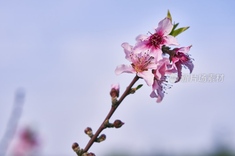 春天的桃花