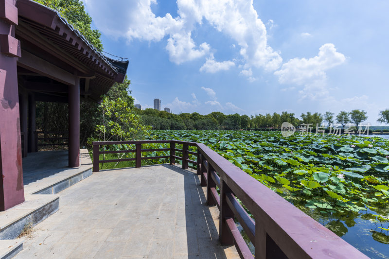 武汉蔡甸汤湖公园生态园林风景