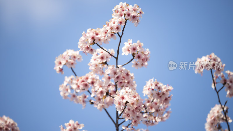 蓝天映衬下的粉白樱花绽放枝头