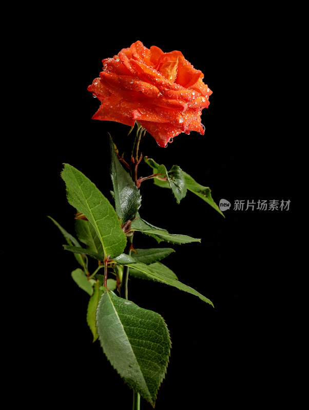 黑色背景上的一支橙色玫瑰花