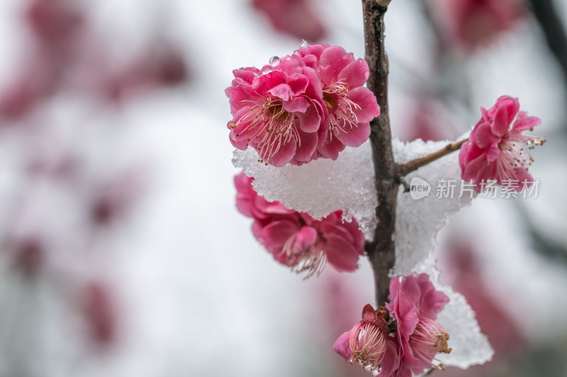 春天公园里雪中盛开的梅花