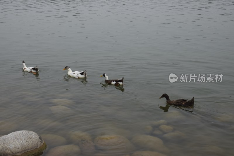 湖泊 天鹅 鸟类  旅行  户外