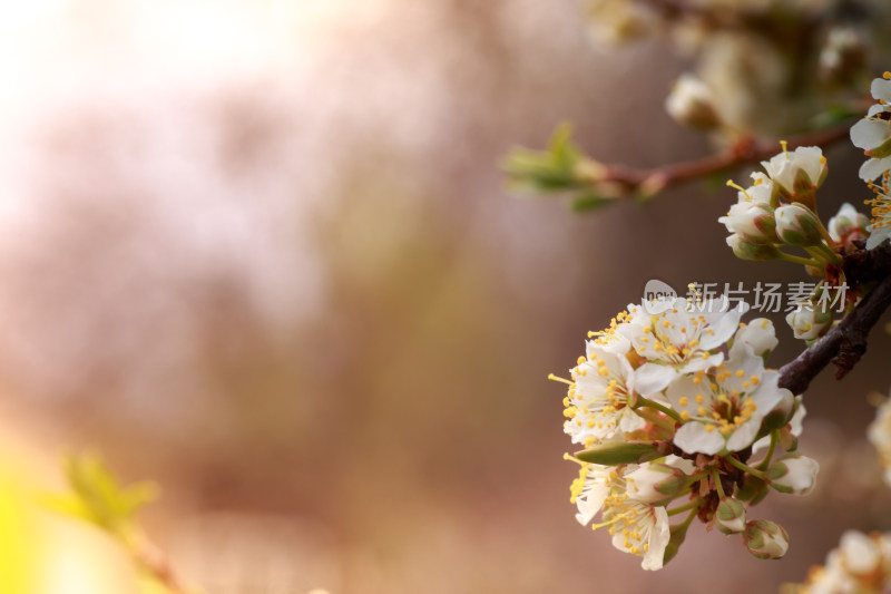 春天盛开的开着白花的樱桃