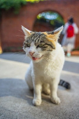 坐在地上休息的流浪猫