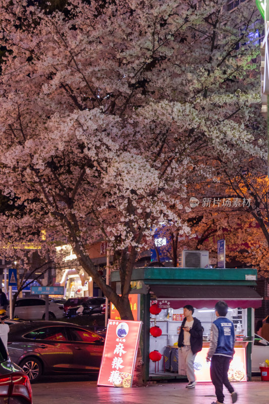 湖南常德府坪街春季樱花街道夜景