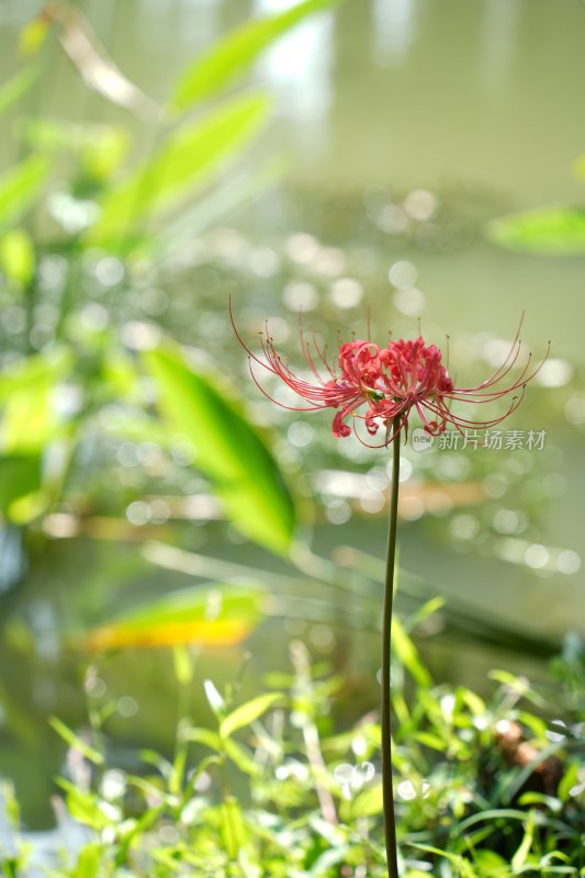 盛夏的彼岸花