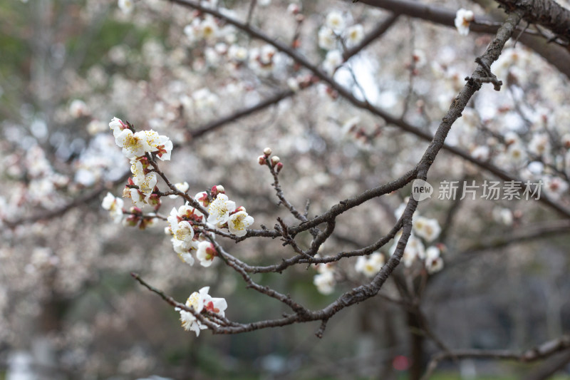 杭州湘湖盛开的白色梅花