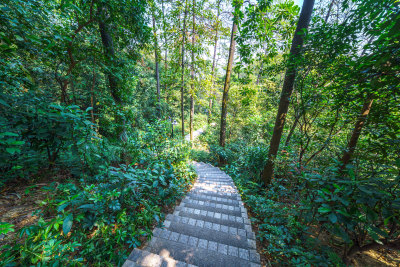 广州麓湖公园鸿鹄山森林登山栈道林荫小路