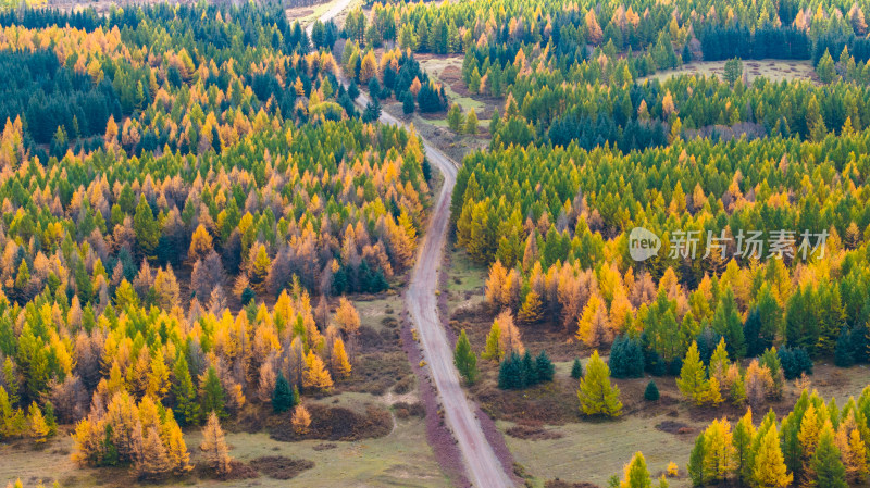 林间土路穿越多彩树林的自然景观