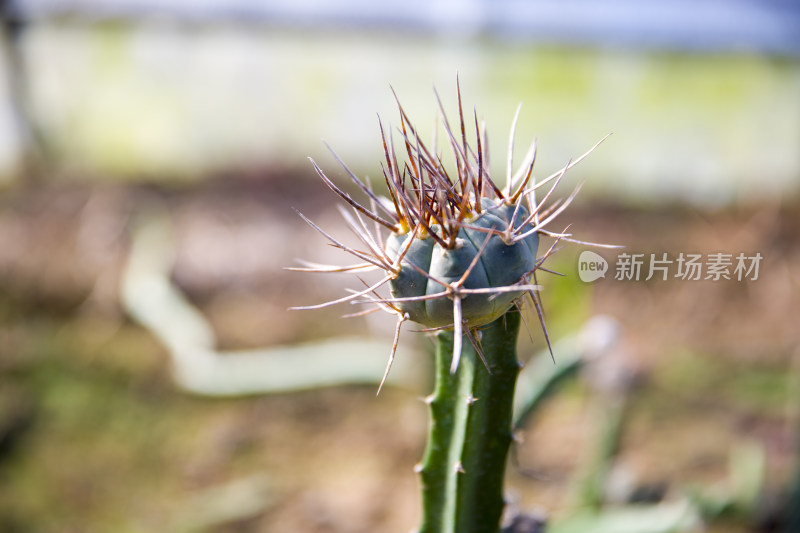 花花草草仙人植物