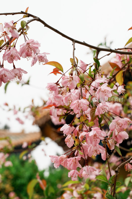 北京北海公园樱花