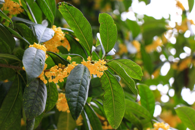 金桂花枝背景素材