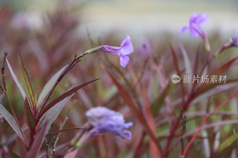 蓝花草 翠芦莉 紫花朵 小紫花 5916