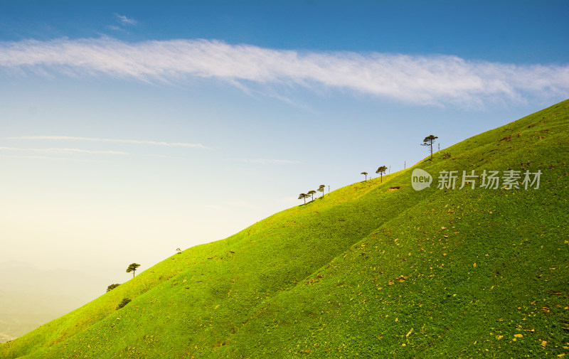 逆光下山坡碧绿草甸上的树木