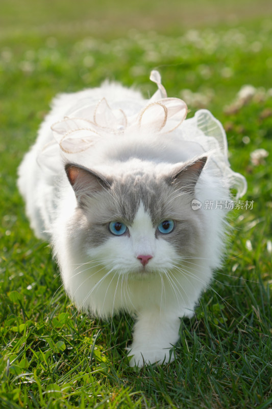 草地上穿着纱裙的布偶猫