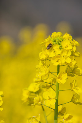 油菜花上采蜜蜜蜂特写镜头