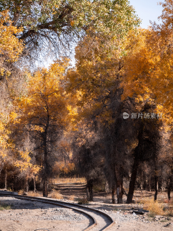 秋天的新疆轮台胡杨林公园风光