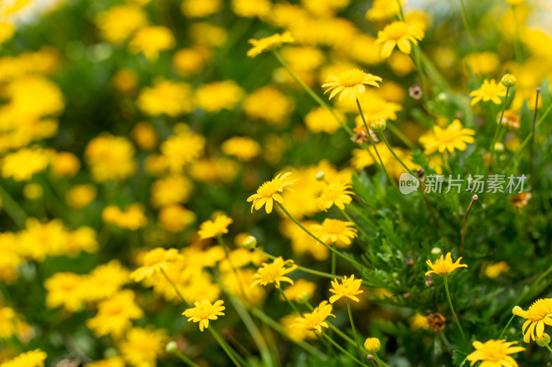 盛开的黄花植物黄金菊