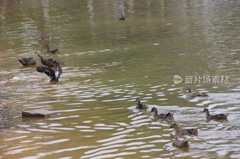 广东东莞：鸭子在湖上游弋