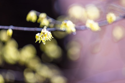 杭州 古风 下雨天 屋檐 梅花 腊梅