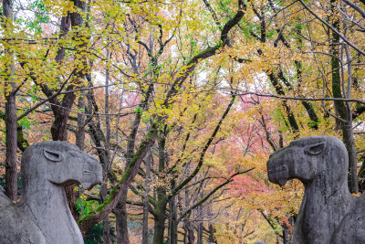 南京钟山风景名胜区明孝陵神道秋景