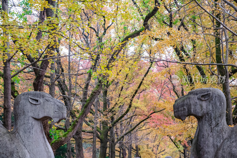 南京钟山风景名胜区明孝陵神道秋景