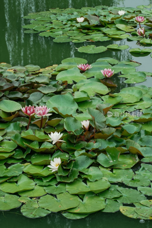 北京国家植物园睡莲