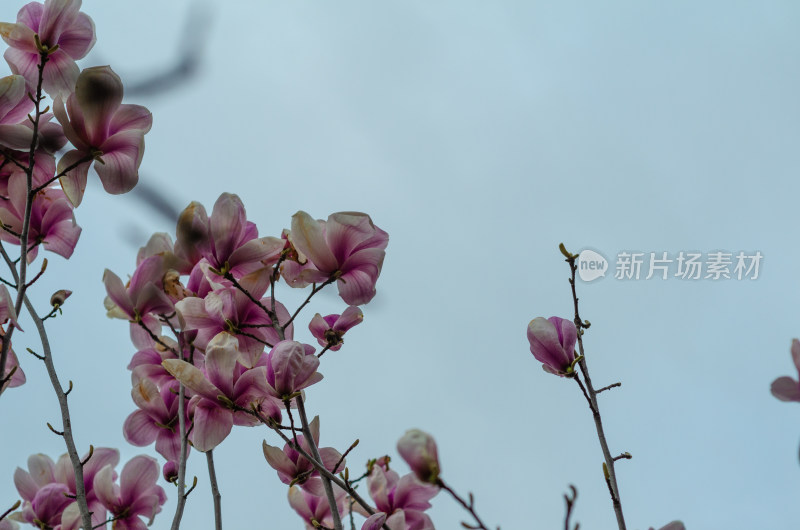 盛开的十分繁茂的粉紫色玉兰花